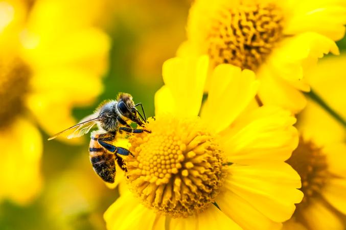 Bee Debuts Frontier Wearable and Eclipse Phone Accessory, Expanding Amazon's AI Hardware Lineup
